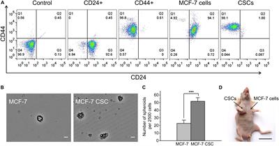 Association of Cancer Stem Cell Radio-Resistance Under Ultra-High Dose Rate FLASH Irradiation With Lysosome-Mediated Autophagy